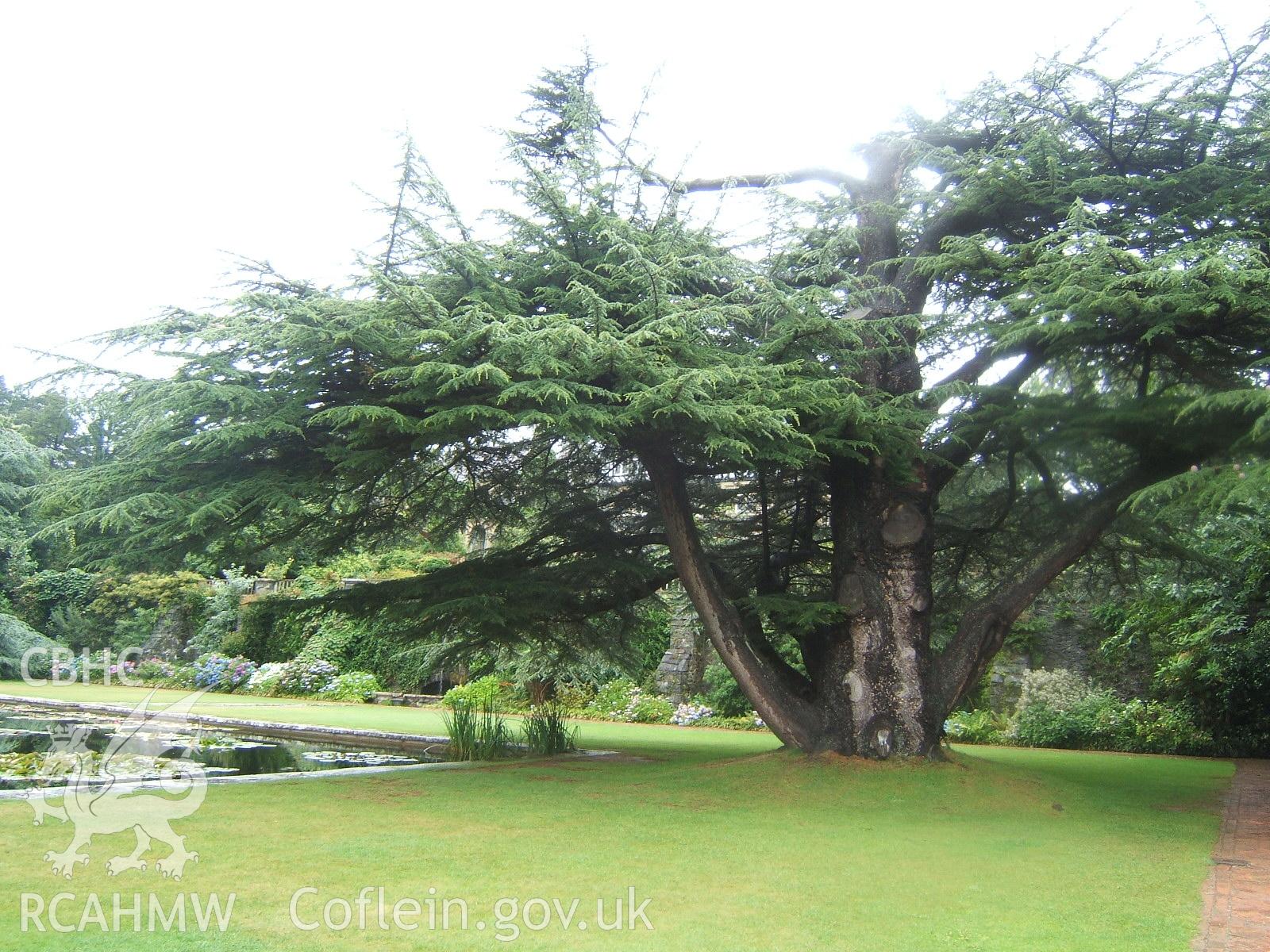 Cedar of Lebanon planted in 1875 at south-east end of the later Lily Pond.