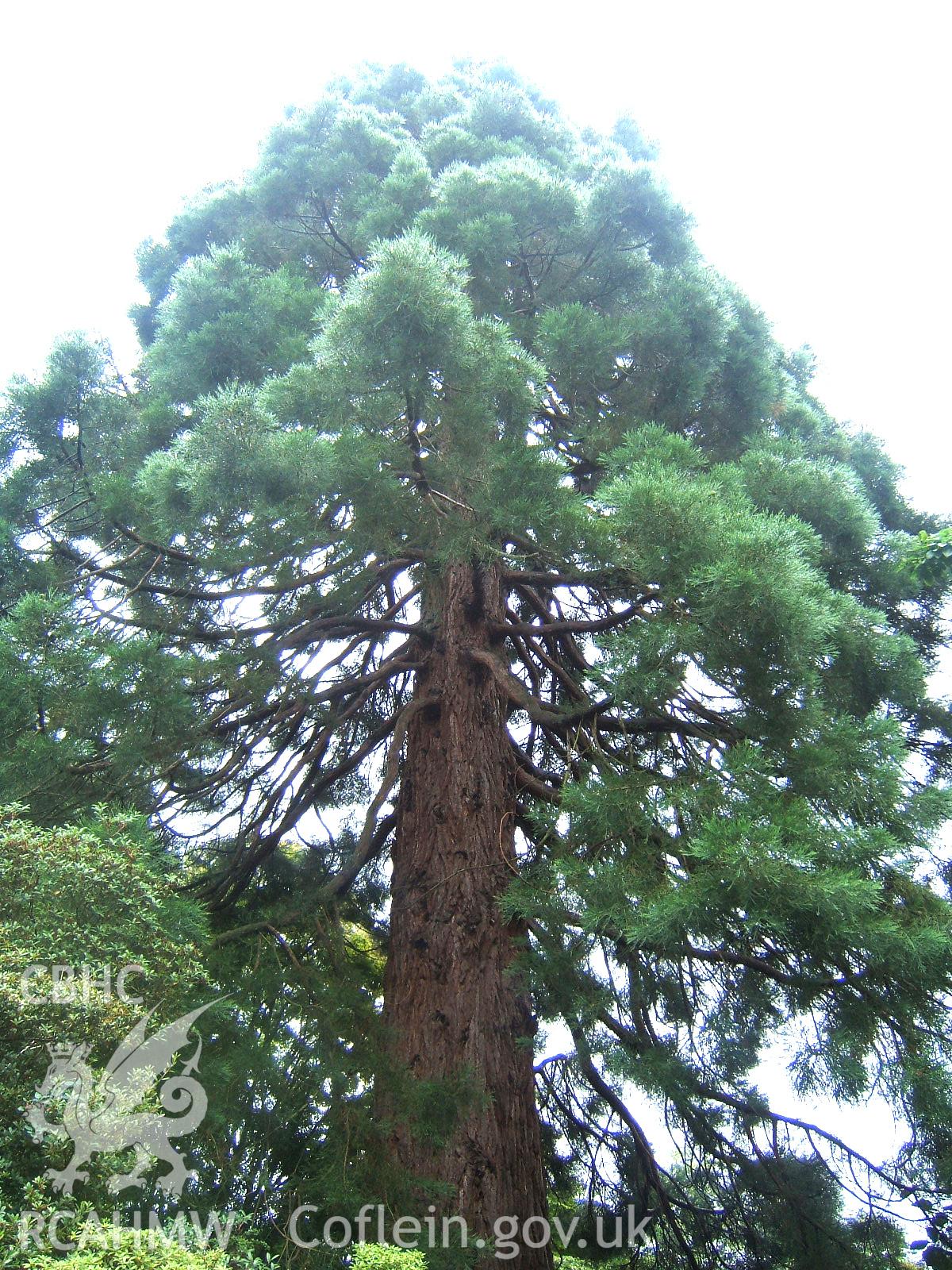 Upper part of Sequoia.