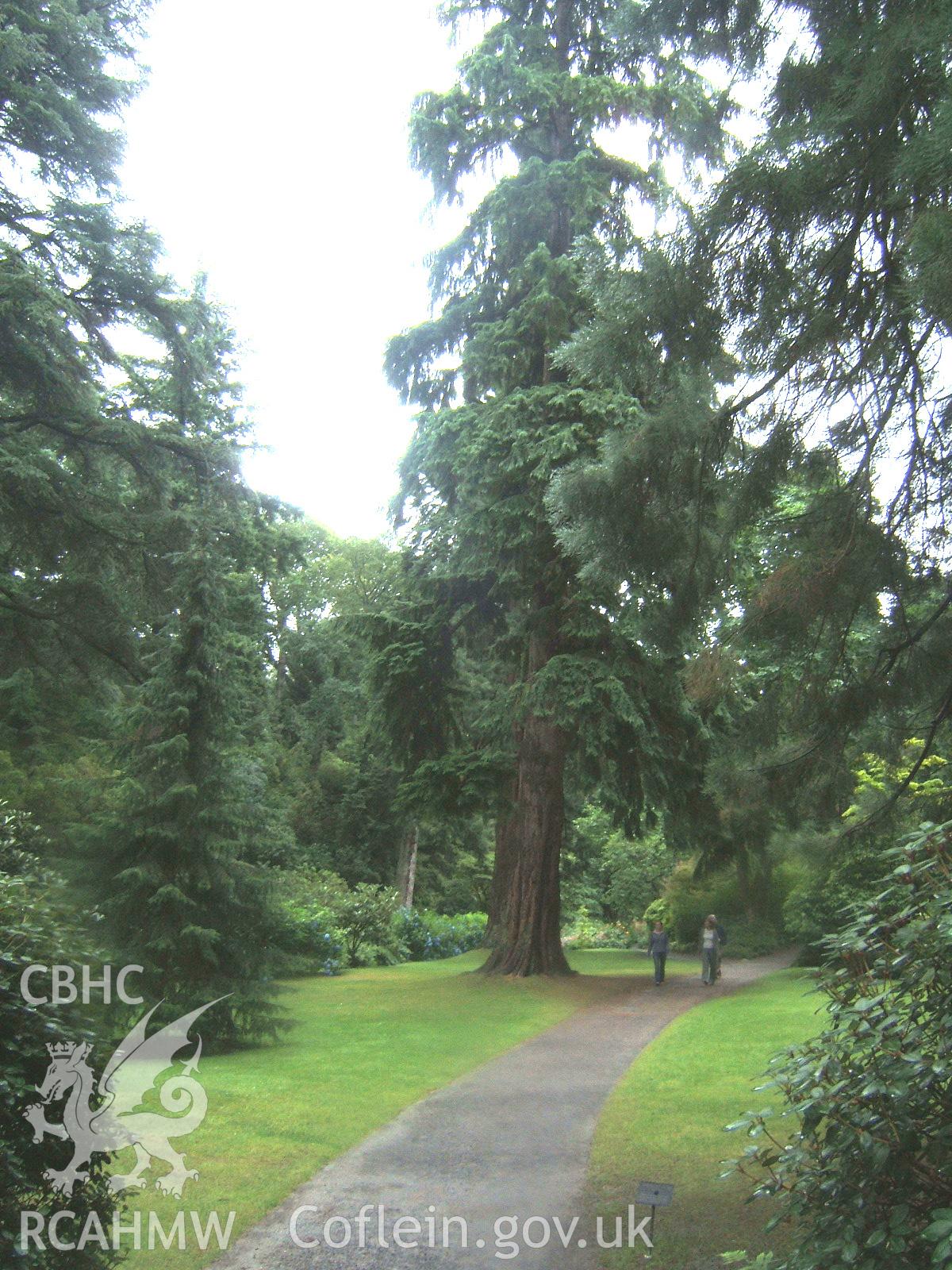 Western Hemlock or Tsuga heterophylla 44.2m (145ft) high, planted c.1886 in the Dell from the N.W..