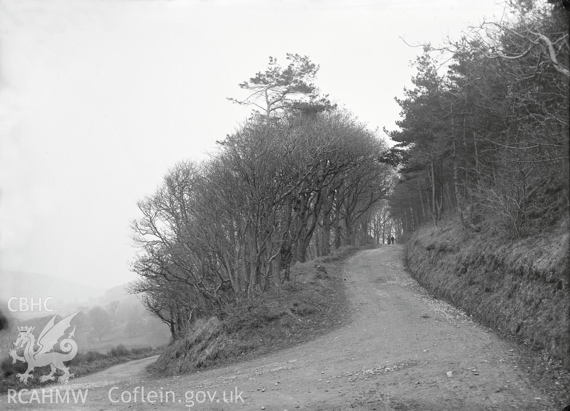 Black and white image dating from c.1910 showing Cwm Woods, Llangorwen,  taken by Emile T. Evans.