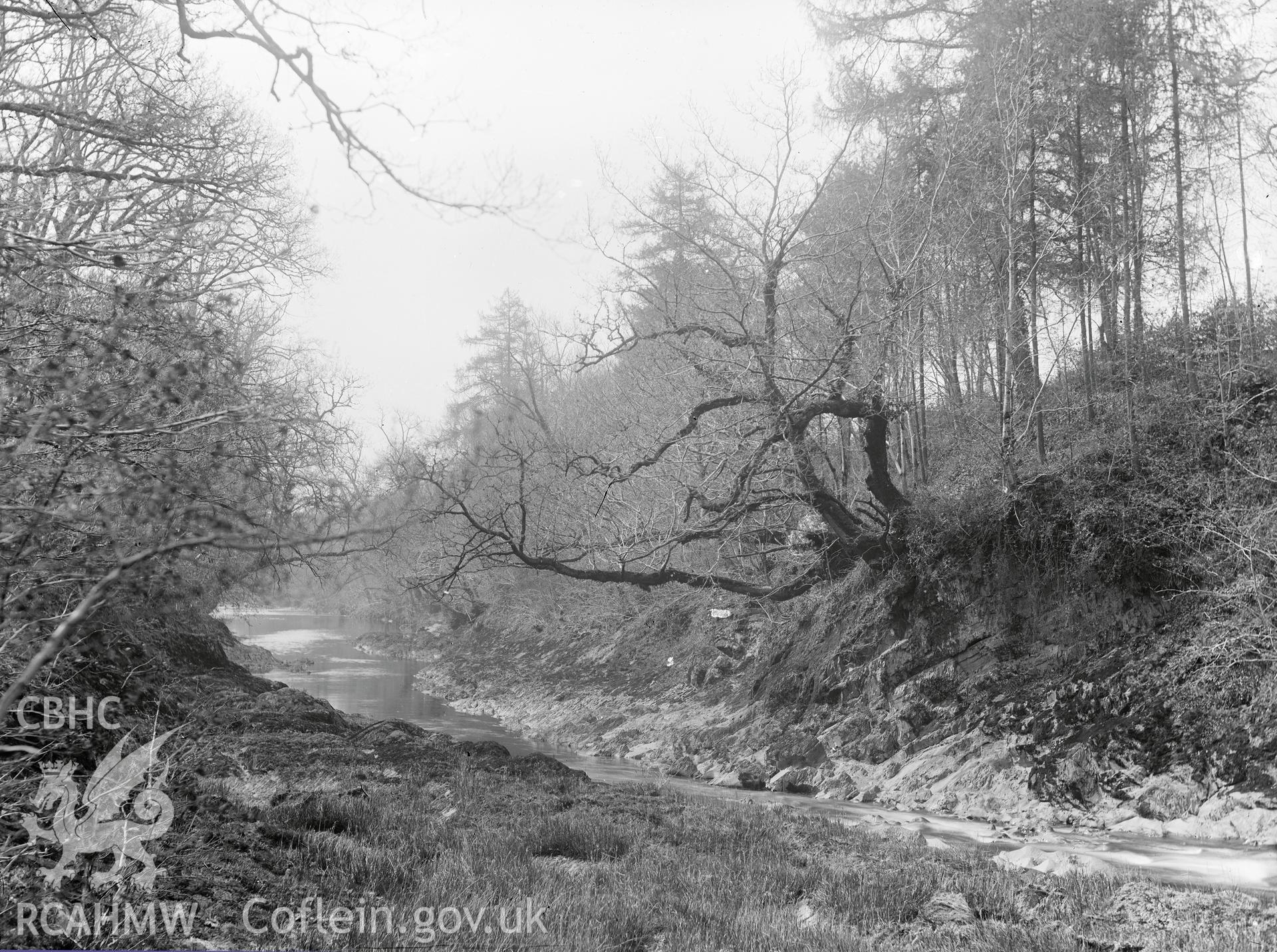 Black and white image dating from c.1910 showing a wooded scene in the Aberystwyth area, taken by Emile T. Evans.