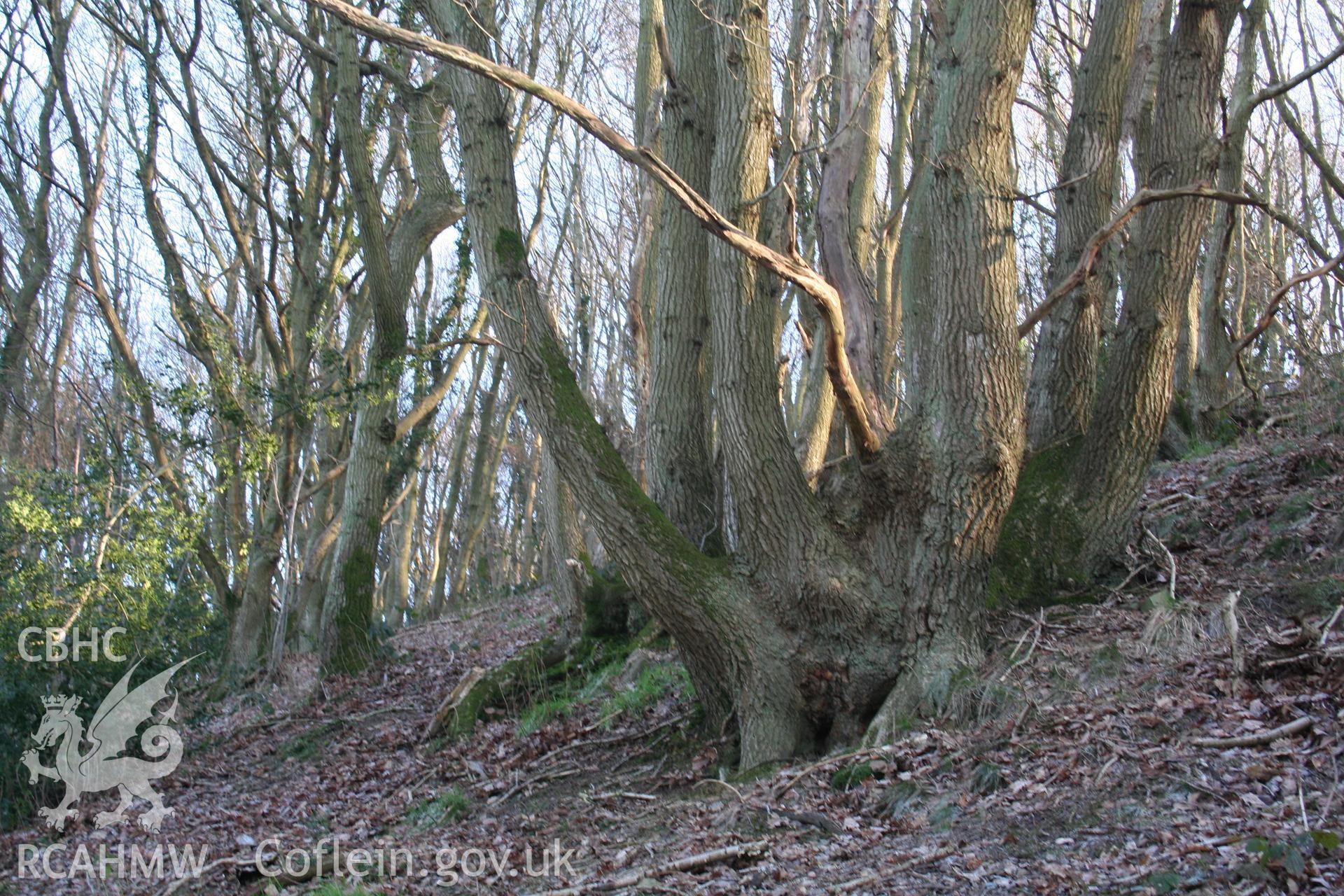 Detail of oak coppice stool, NW side of Gaer Fawr