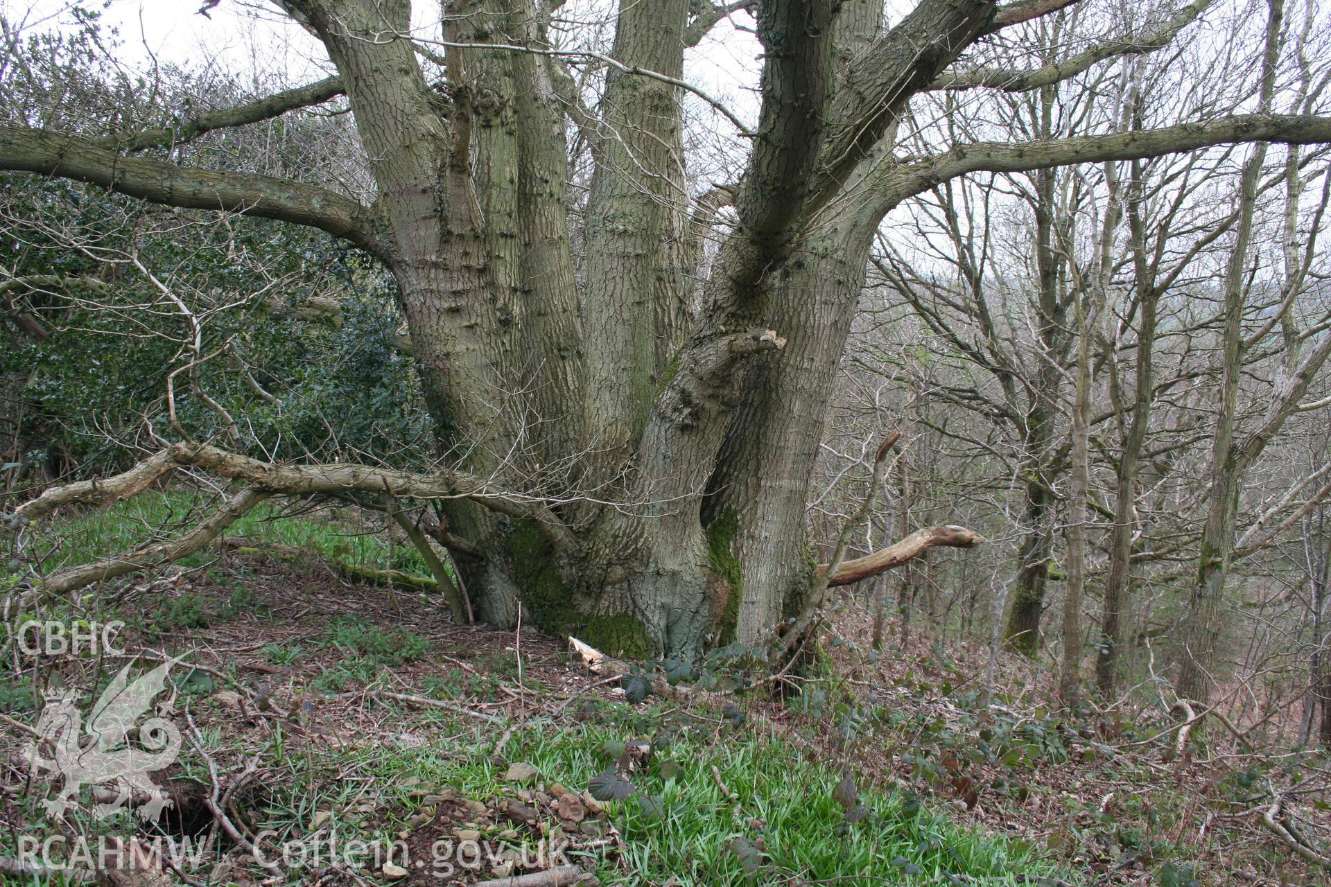 Oak coppice stool on crest of hill