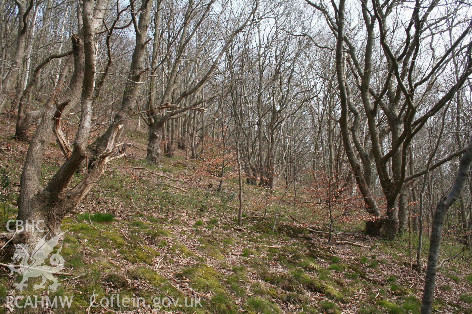 Abandoned coppice, S side of Gaer Fawr