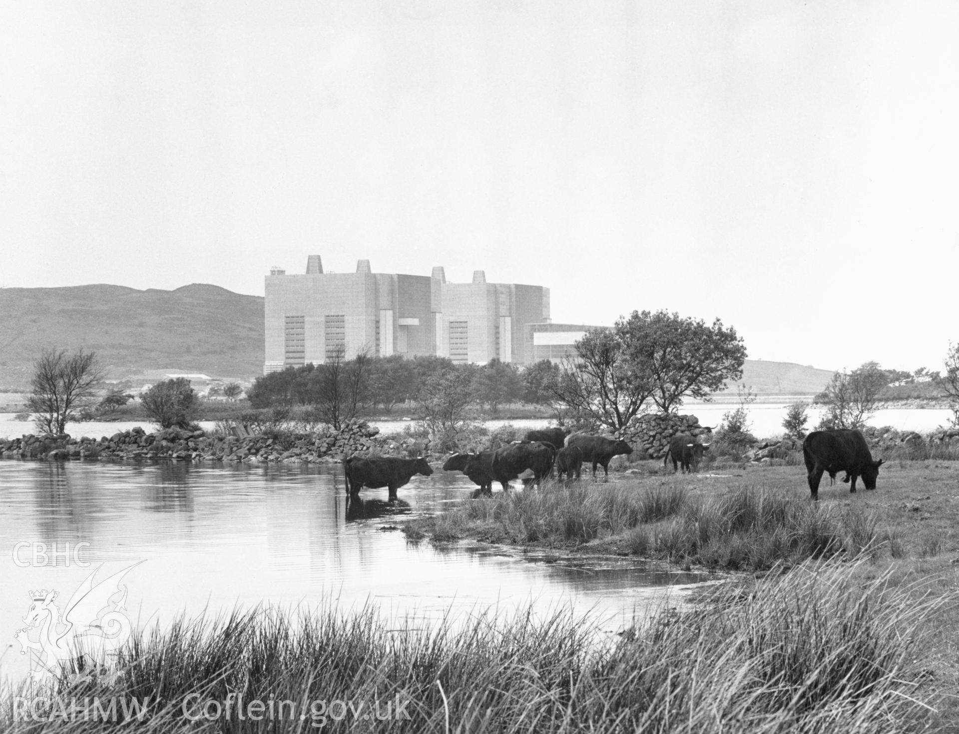 1 b/w print showing exterior view of Trawsfynydd Power Station with cows in foreground; collated by the former Central Office of Information.