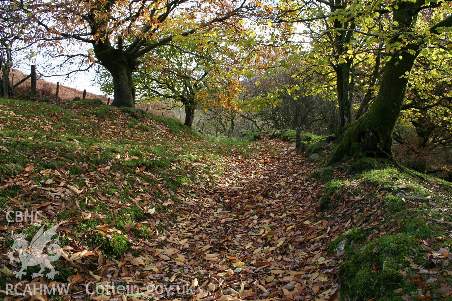 Looking along a section of the hedged lane as it runs into Coed Troed-y-Rhiw from the west