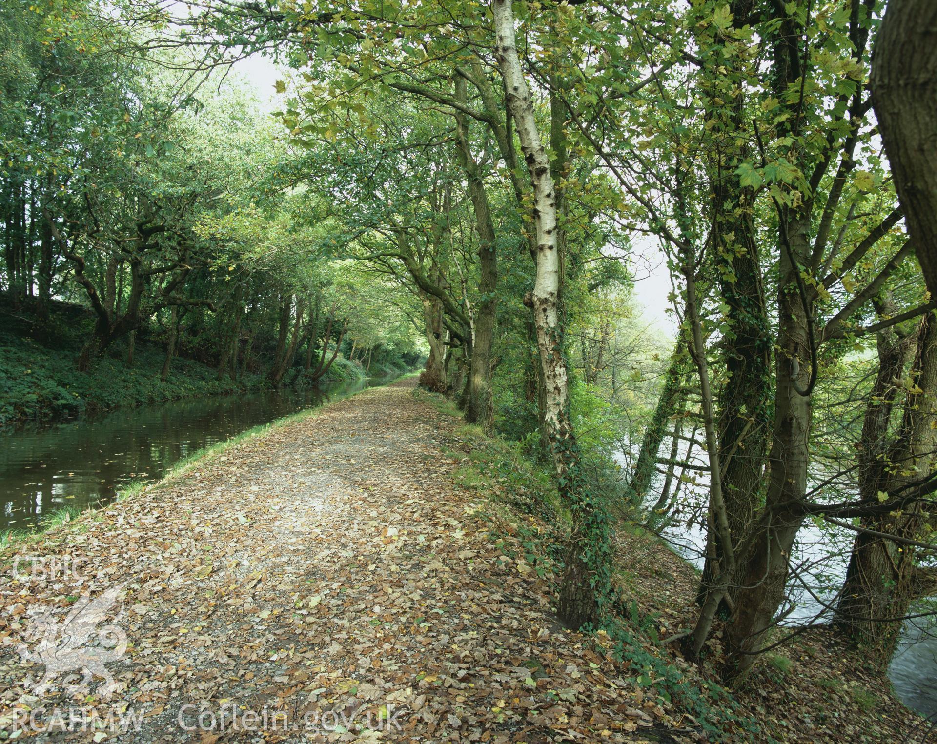 Colour transparency showing  view of a raised embankment at Craig y Duke, part of Swansea Canal,, produced by Iain Wright, October 2005