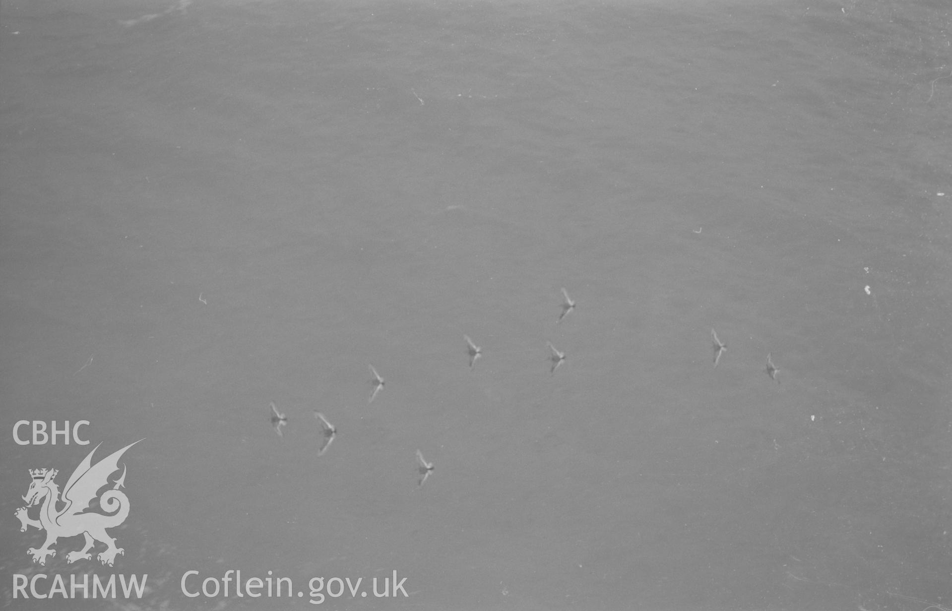 Black and White photograph showing purple sandpipers on the promenade by the caste at Aberystwyth, at high tide. Photographed by Arthur Chater in December 1961, from Grid Reference SN 579 816.