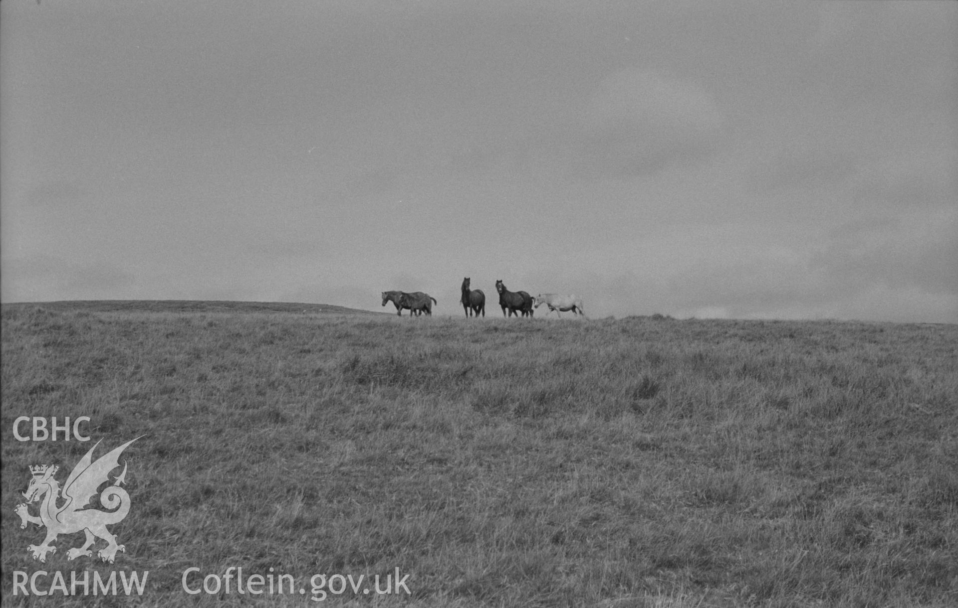 Digital copy of a black and white negative showing landscape view with horses at Drygarn Fawr, in the Cambrian Mountains. Photographed by Arthur O. Chater in September 1964.