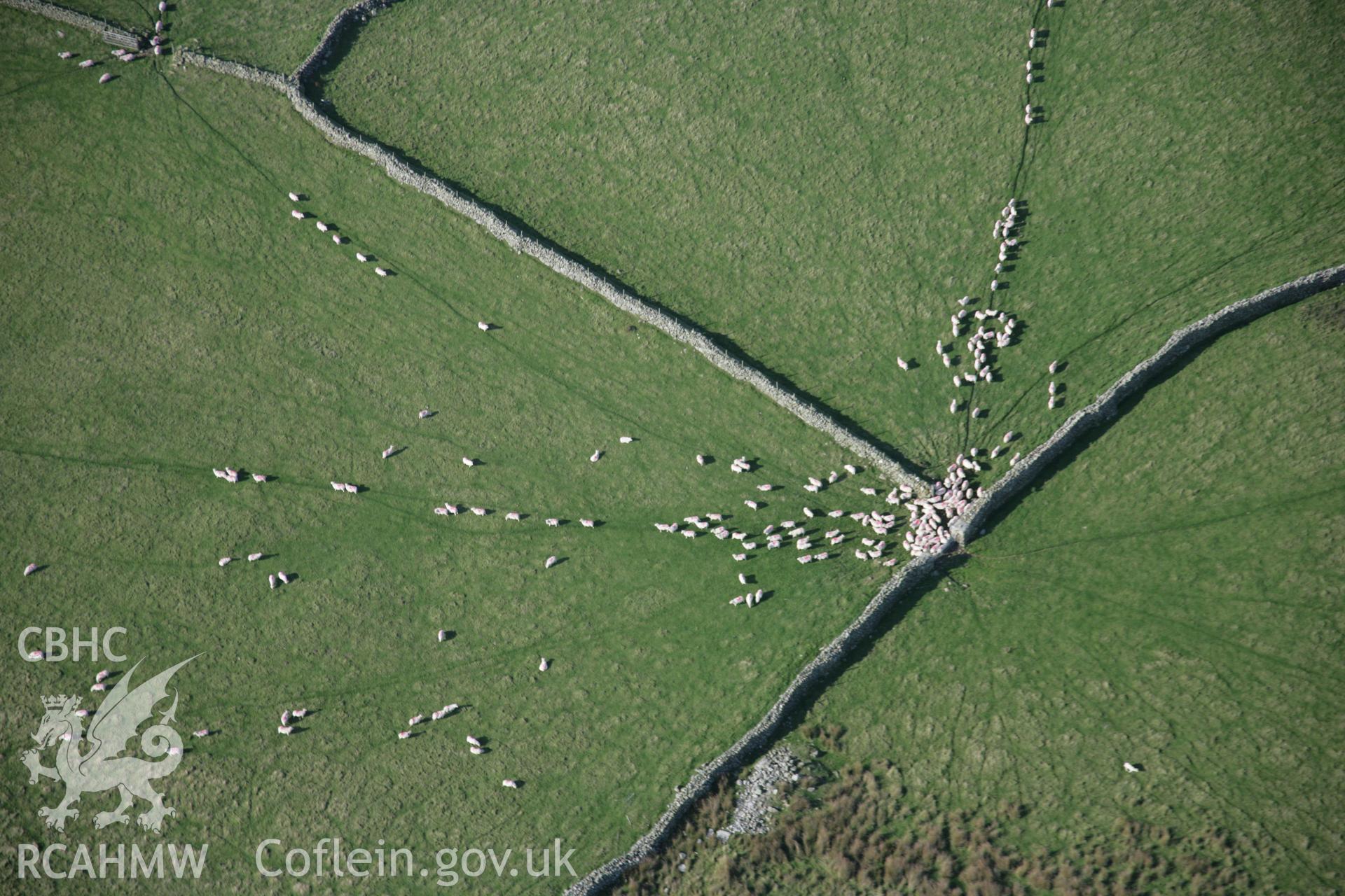 RCAHMW colour oblique aerial photograph showing non-archaeological view of sheep herding on upland pasture, looking towards the west. Taken on 17 October 2005 by Toby Driver